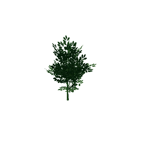 tree small